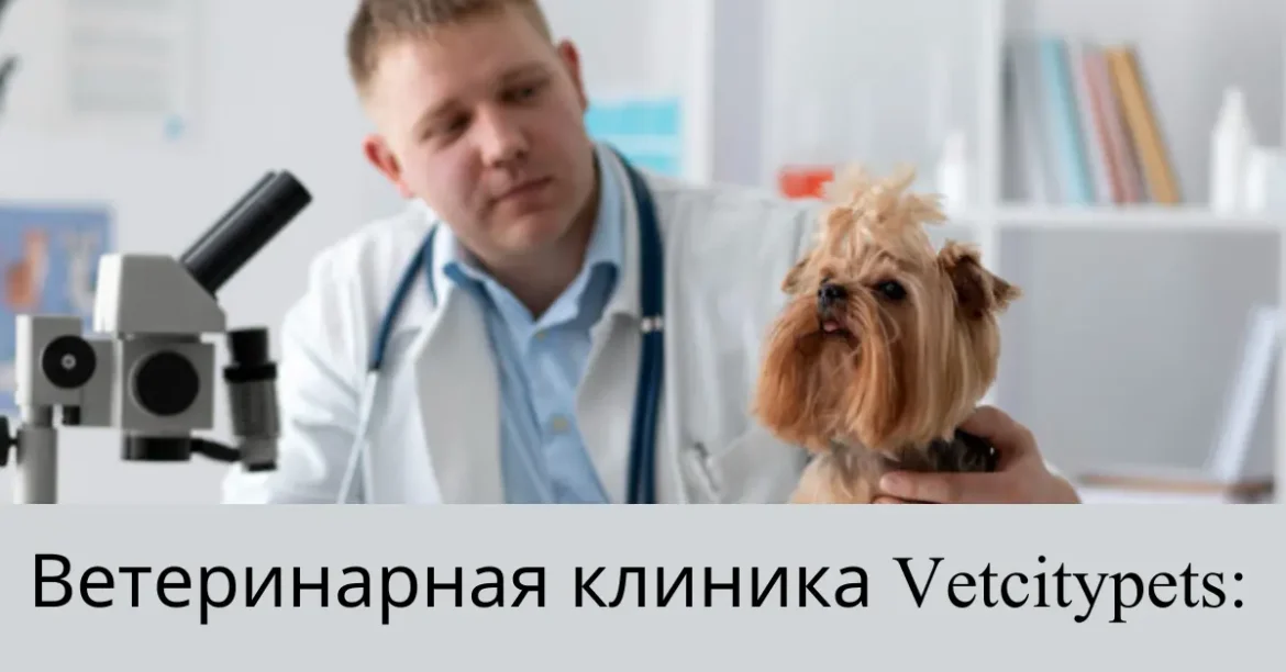 A Comprehensive Look at Ветеринарная Клиника VetCityPets